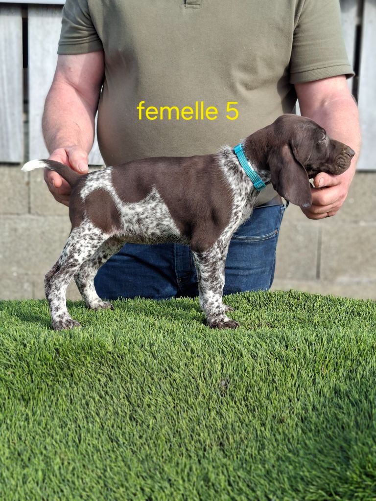 Du Moulin De Salé - Chiots disponibles - Braque allemand à poil court