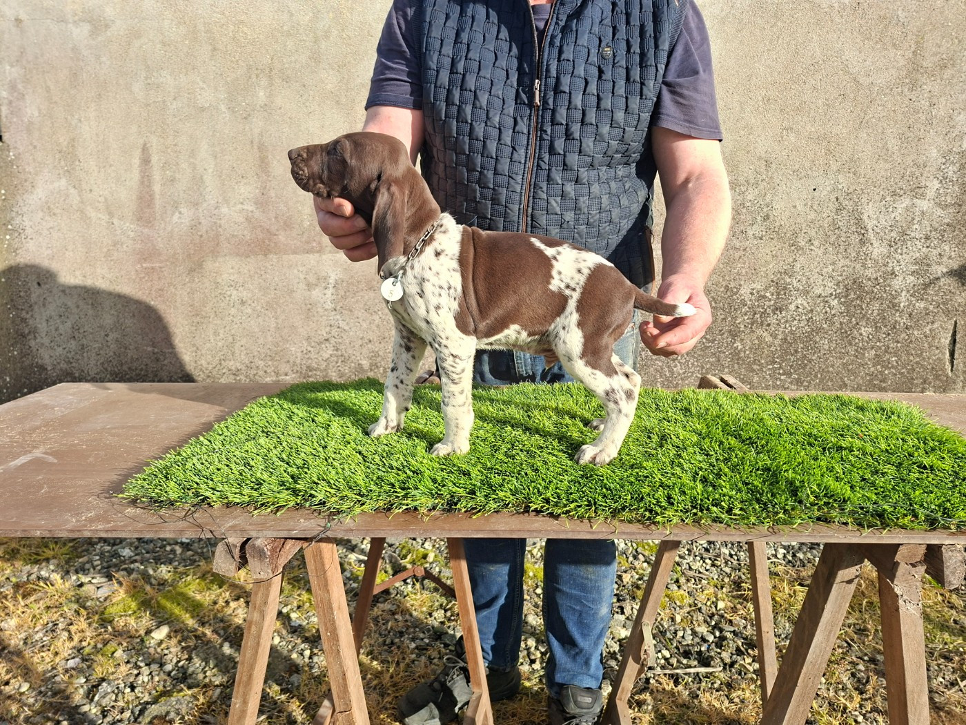 Du Moulin De Salé - Chiots disponibles - Braque allemand à poil court