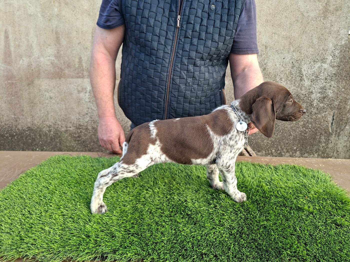 Du Moulin De Salé - Chiots disponibles - Braque allemand à poil court