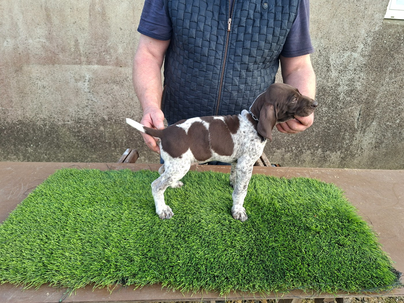 Du Moulin De Salé - Chiots disponibles - Braque allemand à poil court