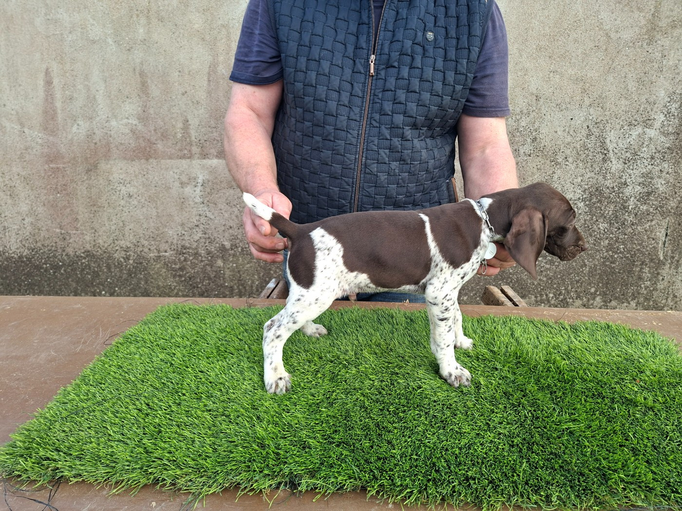 Du Moulin De Salé - Chiots disponibles - Braque allemand à poil court