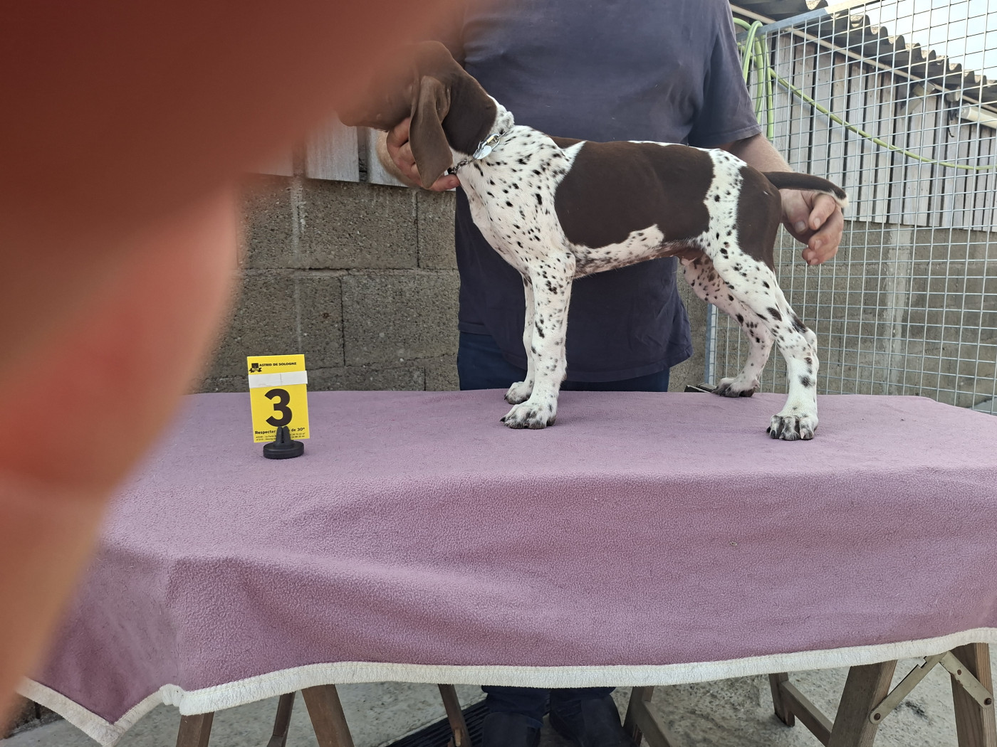 Du Moulin De Salé - Chiots disponibles - Braque allemand à poil court