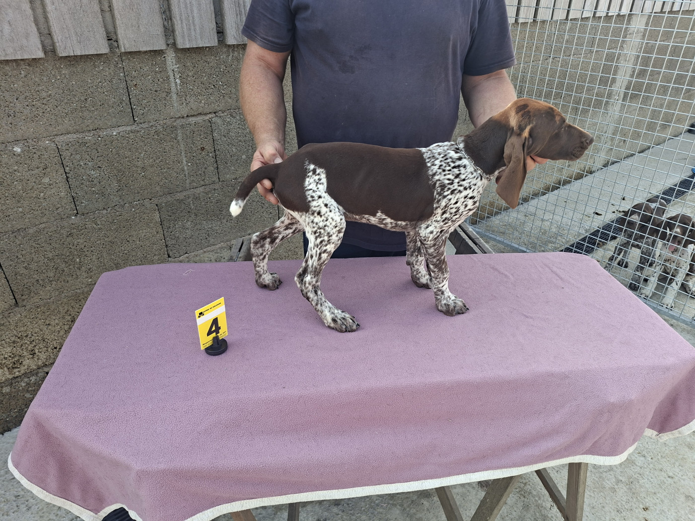 Du Moulin De Salé - Chiots disponibles - Braque allemand à poil court