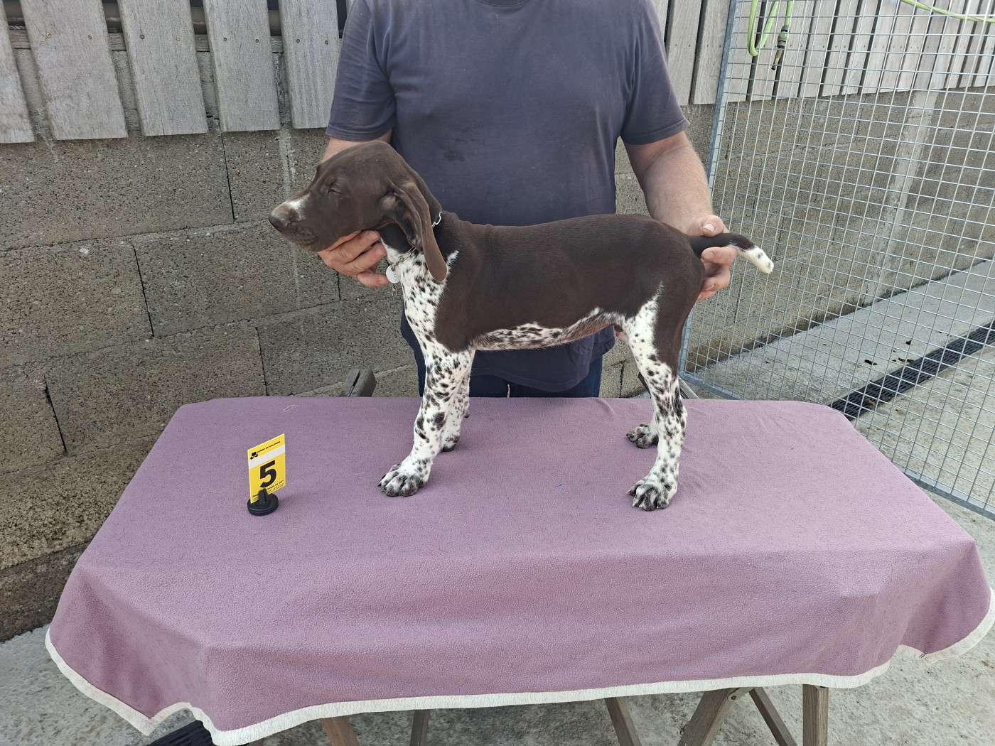 Du Moulin De Salé - Chiots disponibles - Braque allemand à poil court