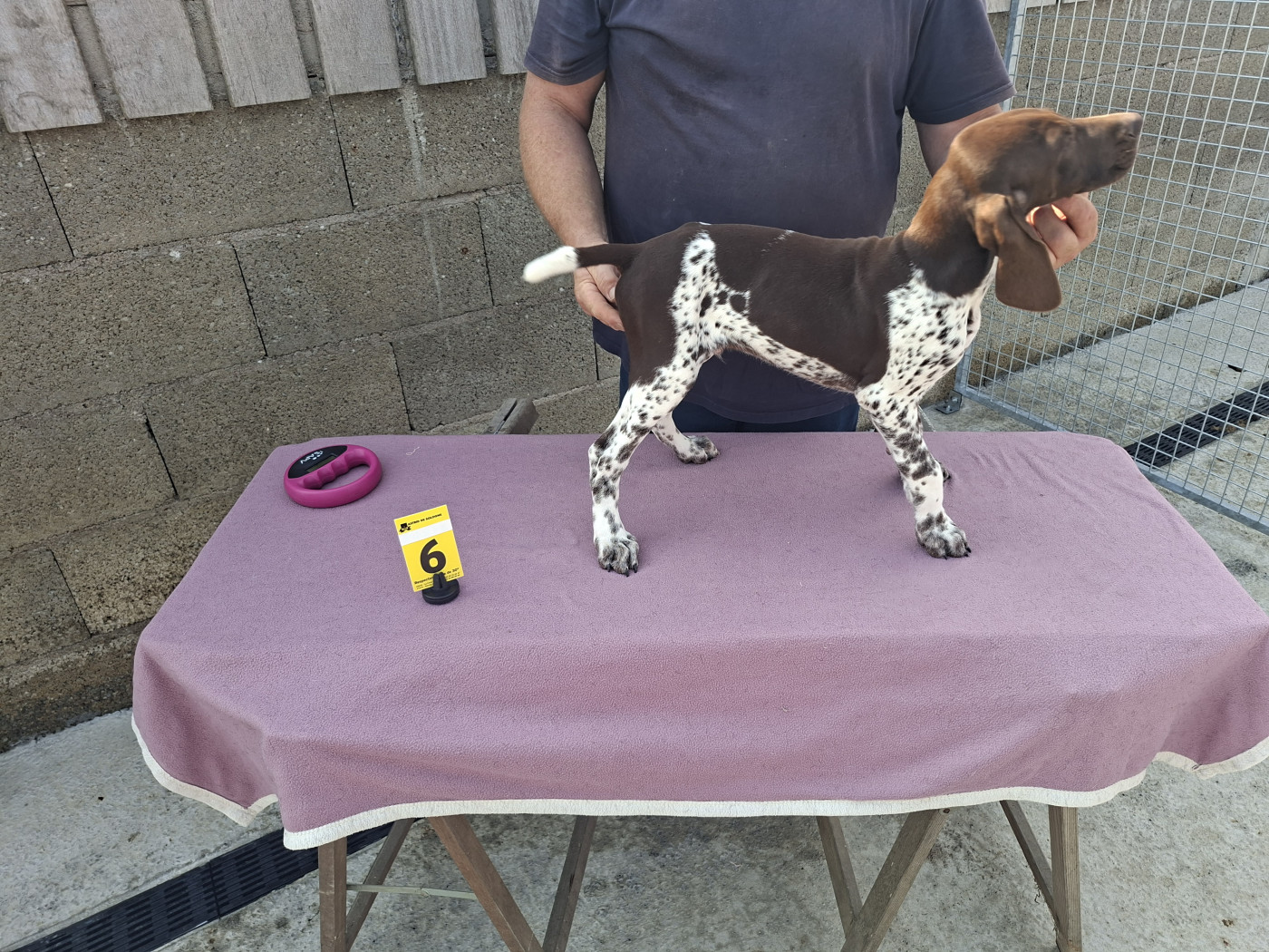 Du Moulin De Salé - Chiots disponibles - Braque allemand à poil court