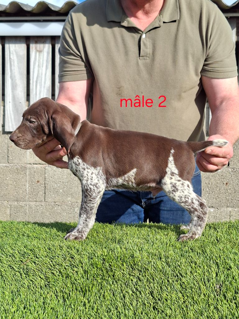 Du Moulin De Salé - Chiots disponibles - Braque allemand à poil court