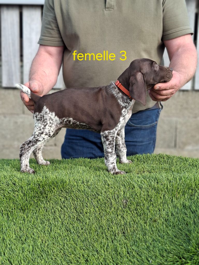 Du Moulin De Salé - Chiots disponibles - Braque allemand à poil court