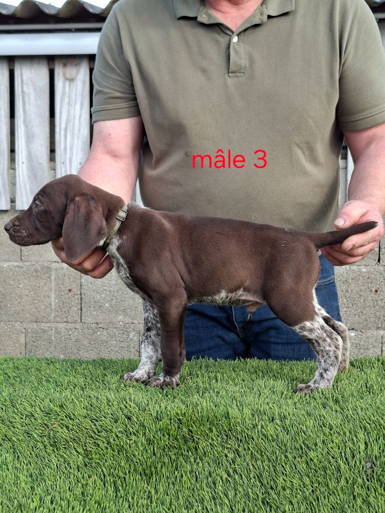 Du Moulin De Salé - Chiots disponibles - Braque allemand à poil court